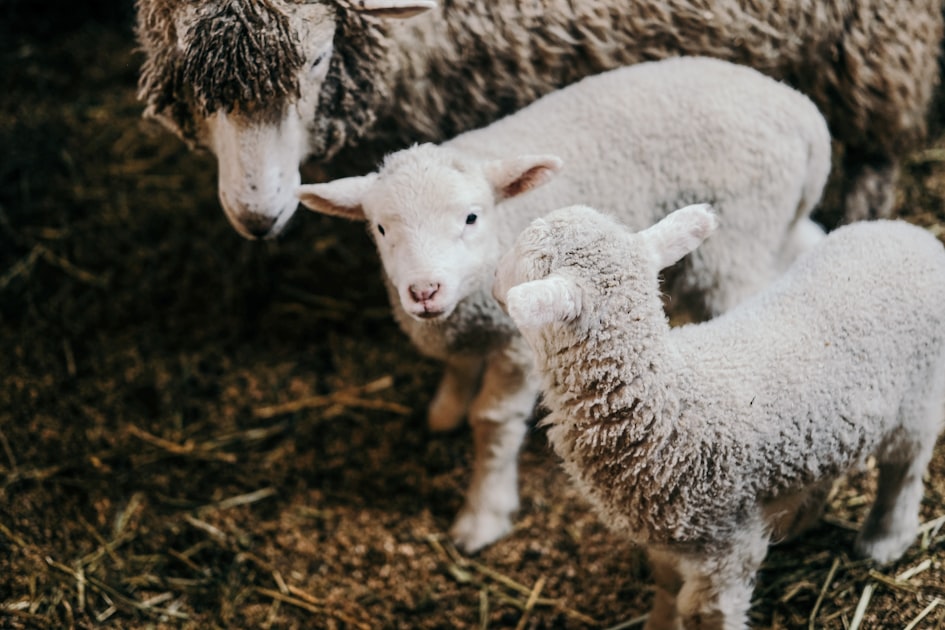 Engaging Children with Farm Animals
